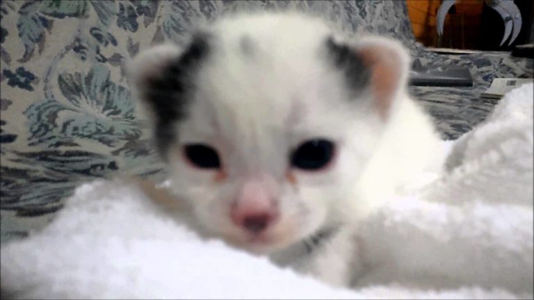 Chibi a pochi giorni dalla nascita