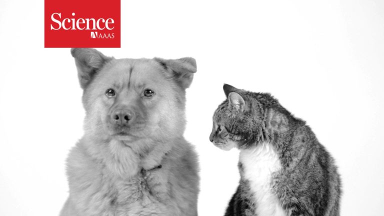I gatti vivono più dei cani