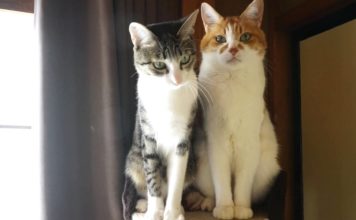 Un po’ a destra e un po’ a sinistra