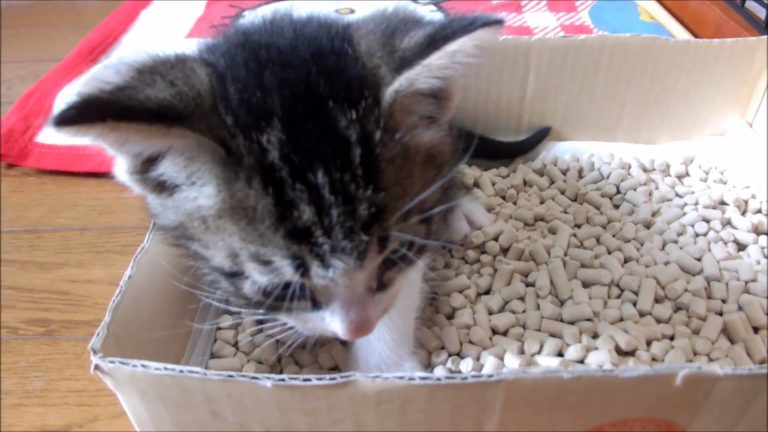 Tenero gattino