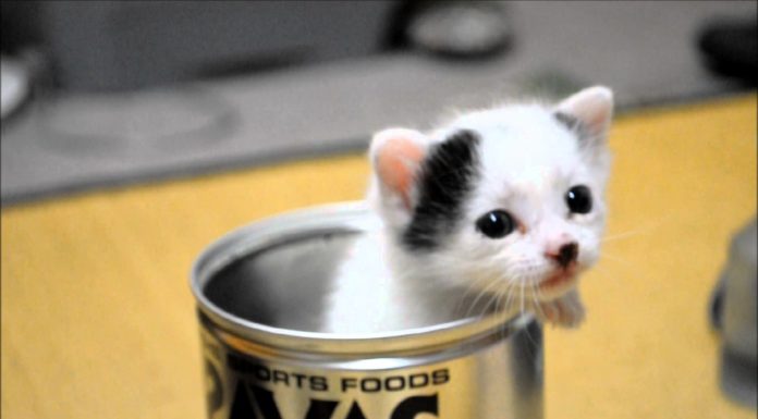 Chibi in un barattolo di latta