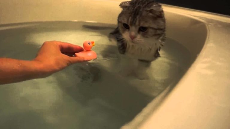 Amo fare il bagno