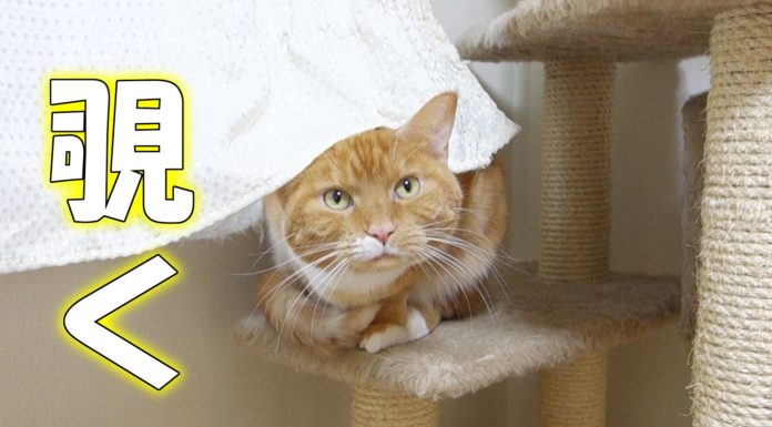 Gatto guarda da sotto la tenda