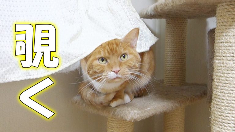 Gatto guarda da sotto la tenda