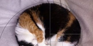 I gatti di Fibonacci