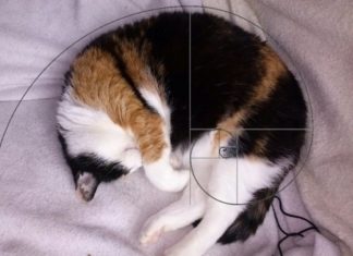 I gatti di Fibonacci