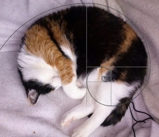 I gatti di Fibonacci