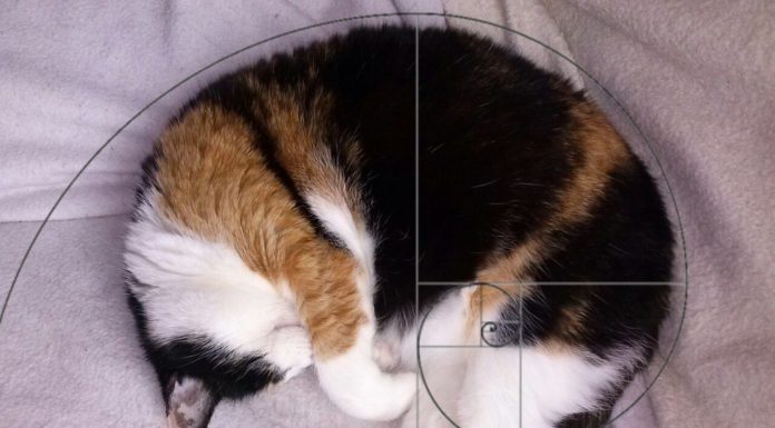 I gatti perfetti di Fibonacci I gatti di Fibonacci