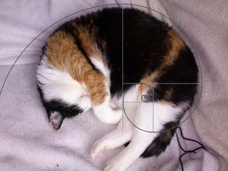 I gatti di Fibonacci