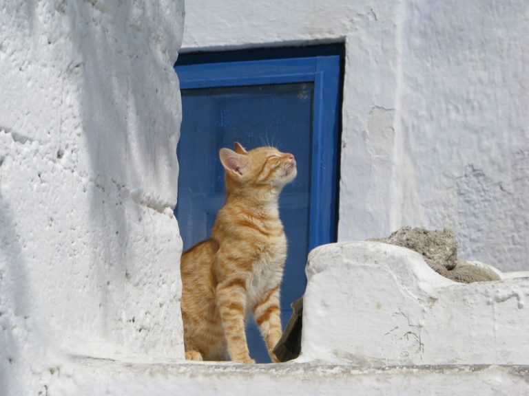 Gatti all’estero
