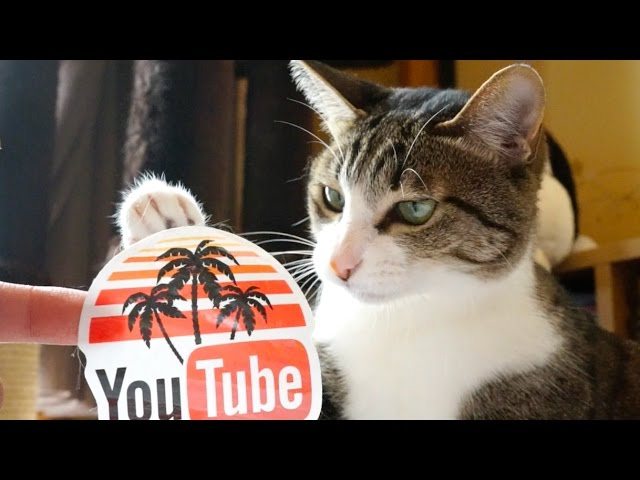 Gatti e Youtube