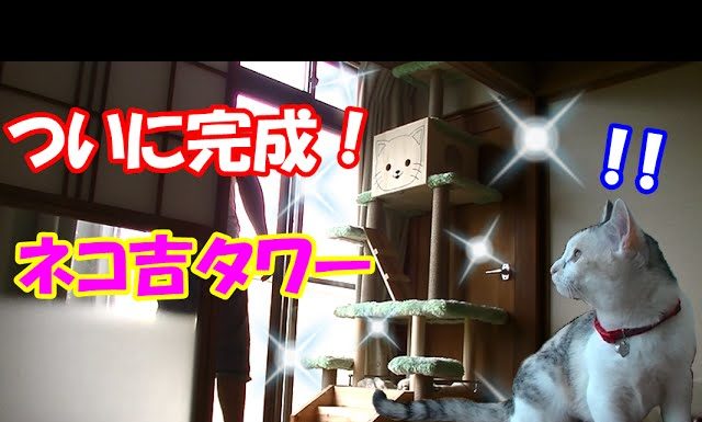 Il nuovo tiragraffi è pronto