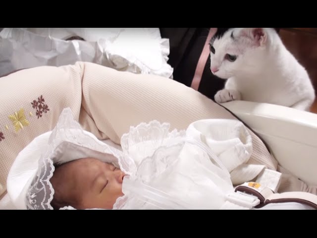 Gatti e bimbi – la compilation