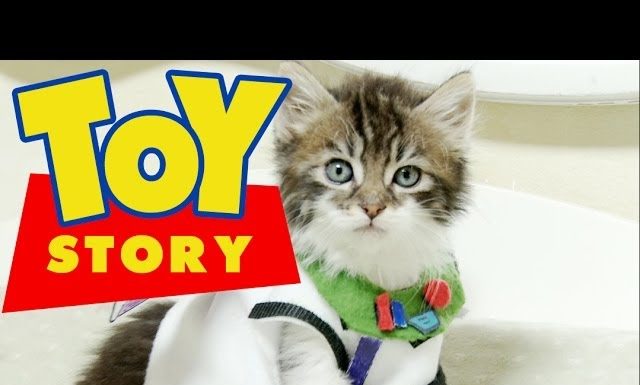 Toy story kitten version