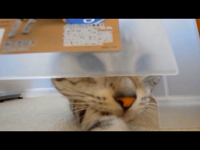 Gatti e lettiera