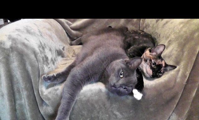 Una vita con i gatti è una vita piena di amore