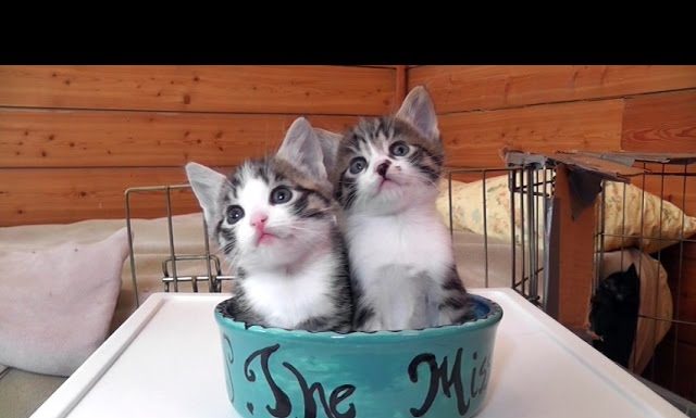 Gattini in una ciotola