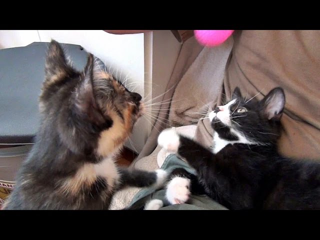 Piccoli momenti di gioco