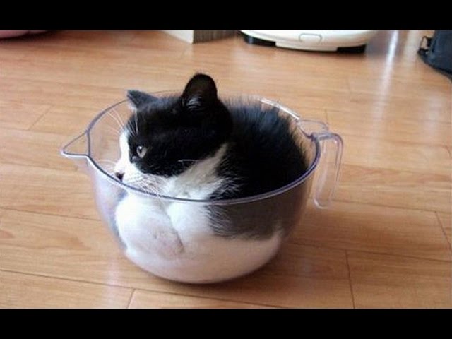 Grandi gatti, piccoli spazi