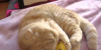 gatti pazzi
