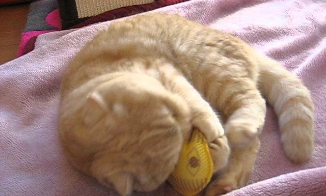 gatti pazzi