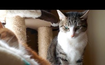 Ma cosa stai facendo?