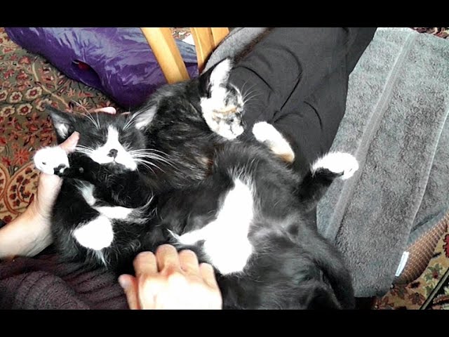 Roodi si arrende all’amore