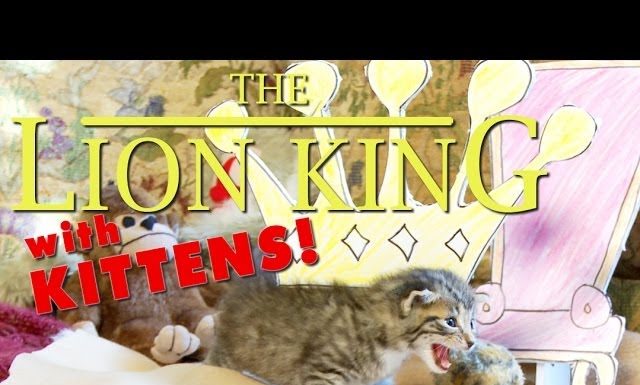 Il Re Leone: la parodia gattosa