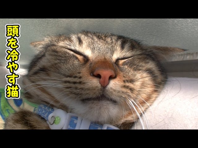 Meglio tenere la testa al fresco