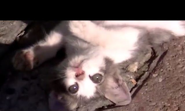 Mamma gatta insegna ai suoi cuccioli