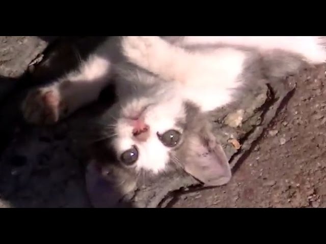 Mamma gatta insegna ai suoi cuccioli