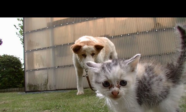 Primo incontro tra gatto e cane