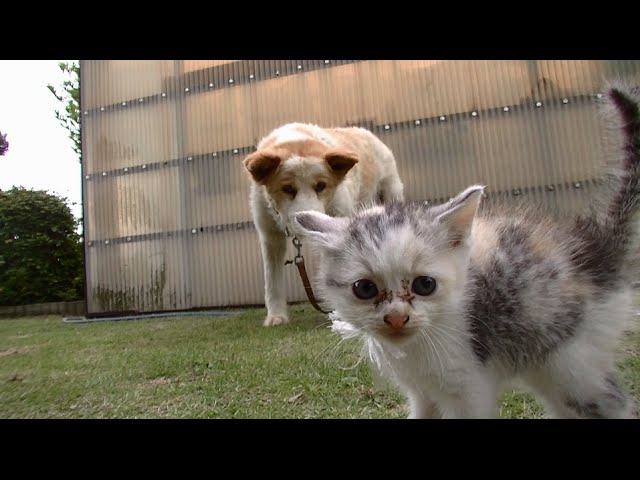 Primo incontro tra gatto e cane
