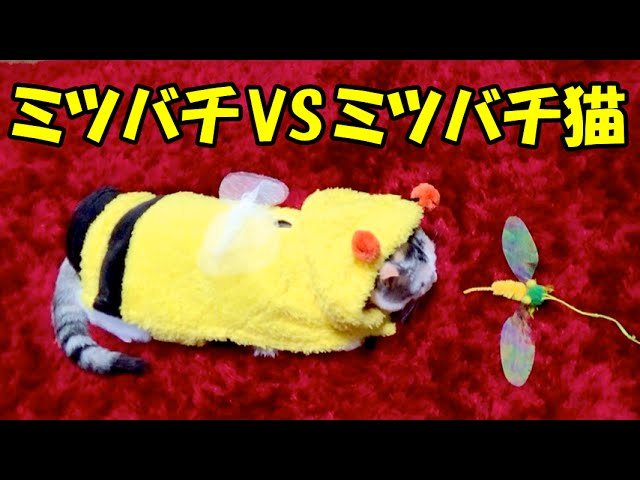 Bee cat