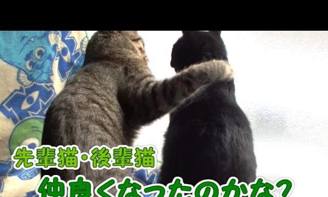 Meglio se ci ignoriamo