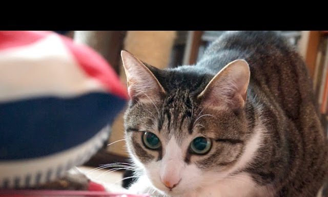 Pronto per l’agguato