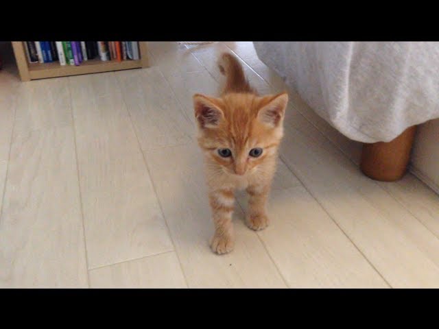 Buongiorno Hiroshi