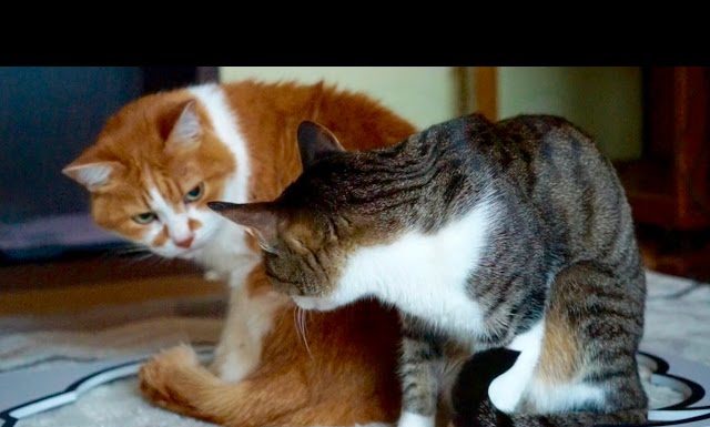 Gatti “da fumetto”