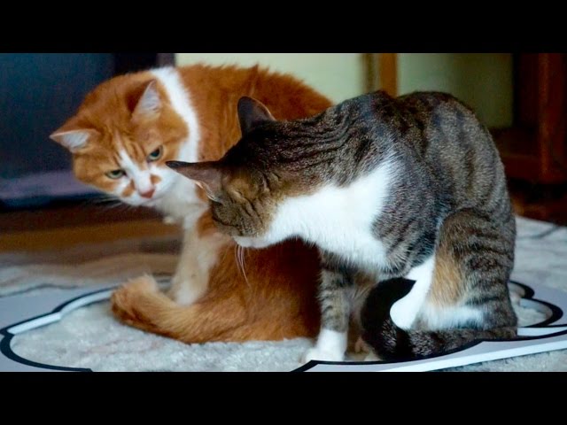 Gatti “da fumetto”