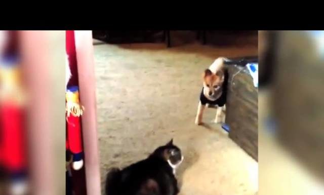 “Non passa lo straniero”