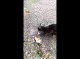 Salvataggio di un gatto intrappolato