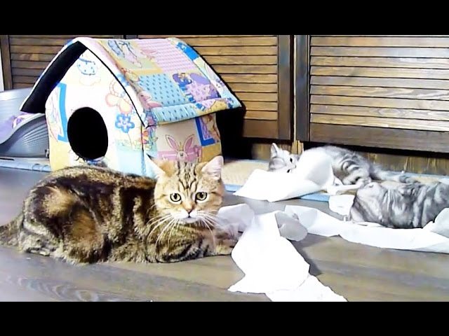 Gattini giocano con rotolo di carta igienica
