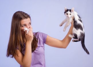 Allergia gatto
