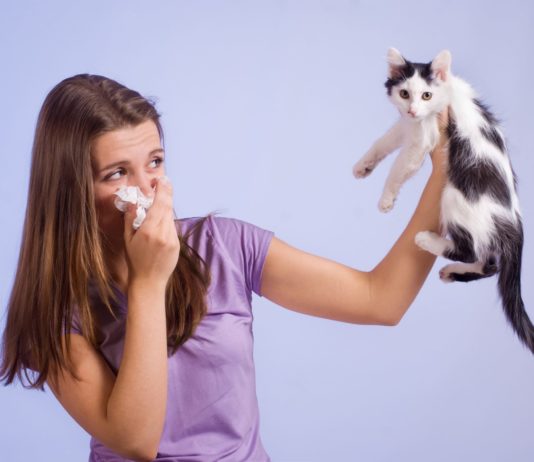Allergia gatto