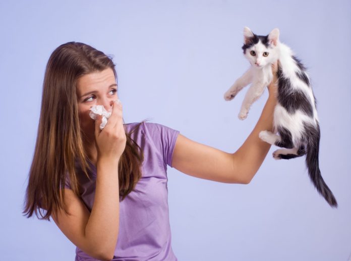 Allergia gatto