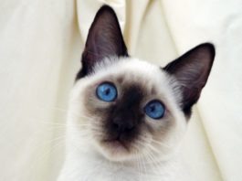 siamese