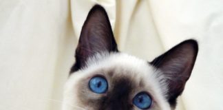 siamese
