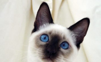 La gatta Nanà sventa furto alla Protezione Civile siamese