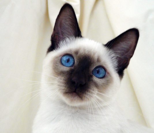 siamese