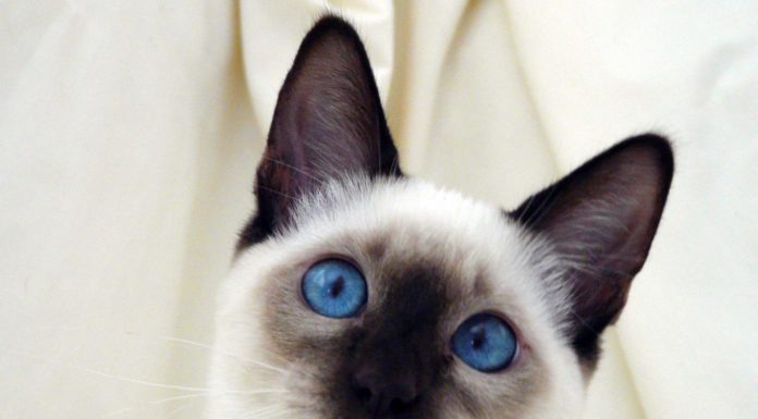 La gatta Nanà sventa furto alla Protezione Civile siamese